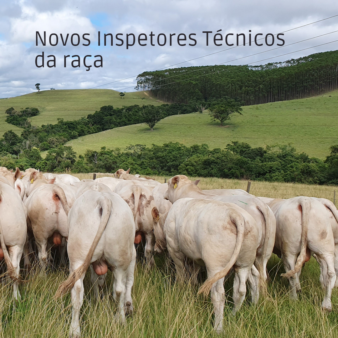 novos técnicos